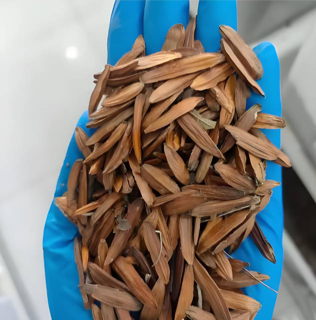 喜树种子